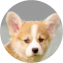 Pembroke Welsh Corgi Puppy For Sale - Pilesgrove Pups Pembroke Welsh Corgi Puppy For Sale - Pilesgrove Pups