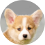 Pembroke Welsh Corgi Puppies For Sale - Pilesgrove Pups Pembroke Welsh Corgi Puppies For Sale - Pilesgrove Pups