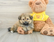 6 week old Pomachon Puppy For Sale - Pilesgrove Pups