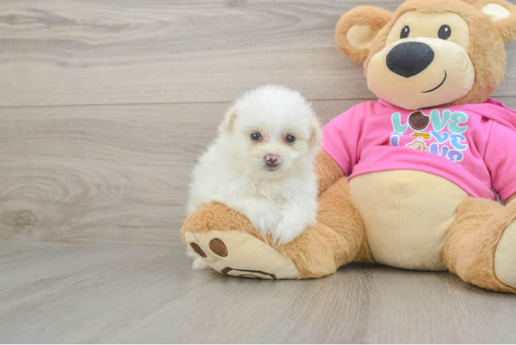 Petite Pomachon Designer Pup
