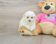5 week old Pomachon Puppy For Sale - Pilesgrove Pups