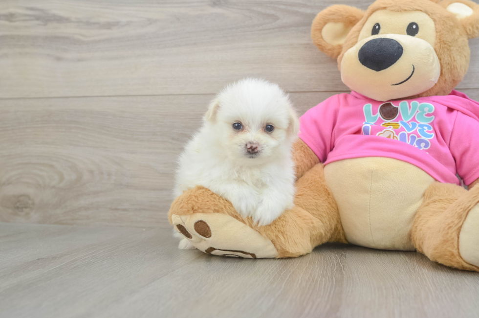 5 week old Pomachon Puppy For Sale - Pilesgrove Pups