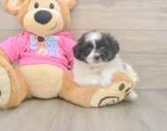 6 week old Pomachon Puppy For Sale - Pilesgrove Pups