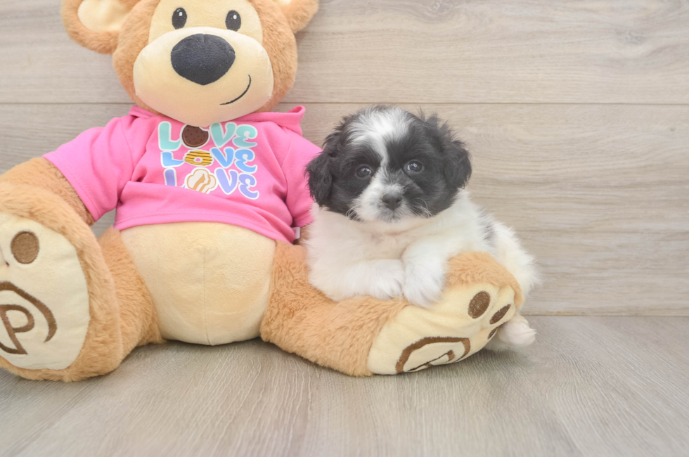 6 week old Pomachon Puppy For Sale - Pilesgrove Pups