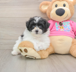 9 week old Pomachon Puppy For Sale - Pilesgrove Pups