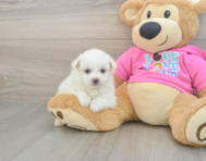5 week old Pomachon Puppy For Sale - Pilesgrove Pups