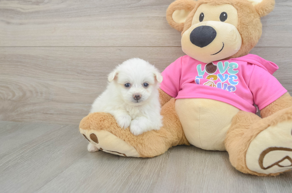 5 week old Pomachon Puppy For Sale - Pilesgrove Pups