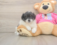6 week old Pomachon Puppy For Sale - Pilesgrove Pups