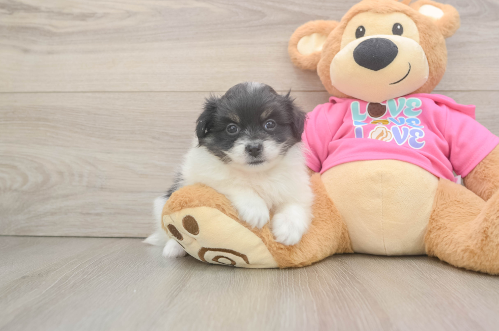 6 week old Pomachon Puppy For Sale - Pilesgrove Pups