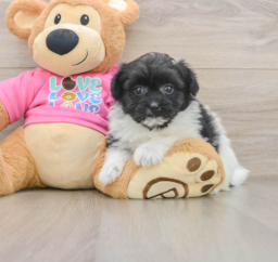 8 week old Pomachon Puppy For Sale - Pilesgrove Pups