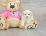 5 week old Pomachon Puppy For Sale - Pilesgrove Pups