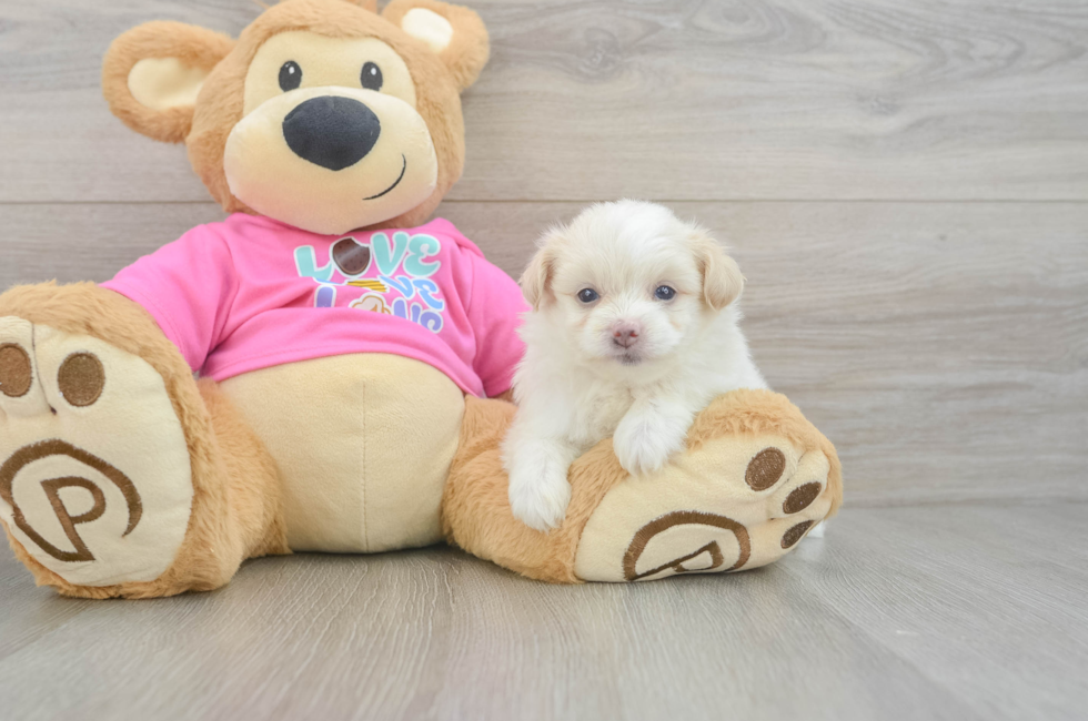 5 week old Pomachon Puppy For Sale - Pilesgrove Pups
