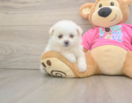 6 week old Pomachon Puppy For Sale - Pilesgrove Pups