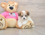 6 week old Pomachon Puppy For Sale - Pilesgrove Pups