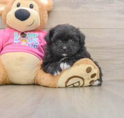 8 week old Pomachon Puppy For Sale - Pilesgrove Pups