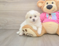 6 week old Pomachon Puppy For Sale - Pilesgrove Pups
