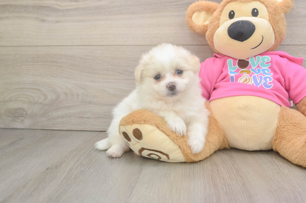6 week old Pomachon Puppy For Sale - Pilesgrove Pups