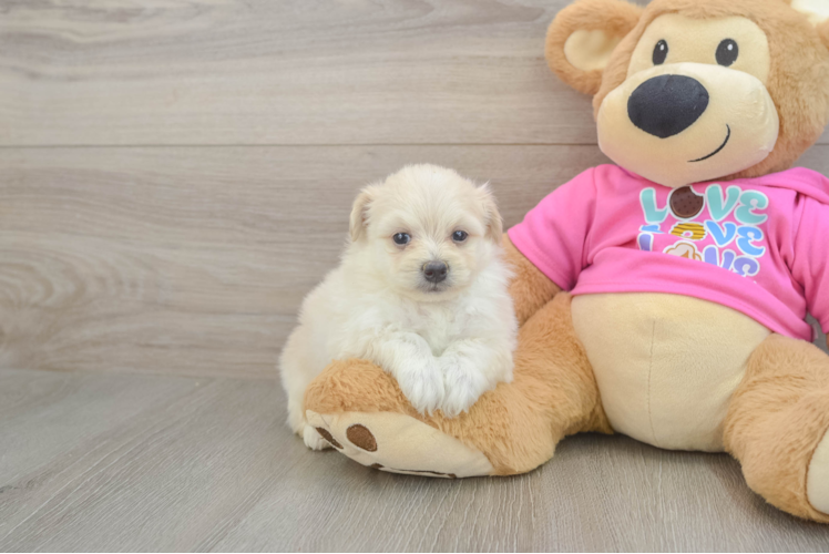 Cute Pomachon Baby