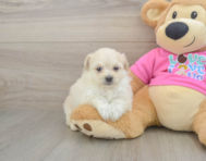 5 week old Pomachon Puppy For Sale - Pilesgrove Pups