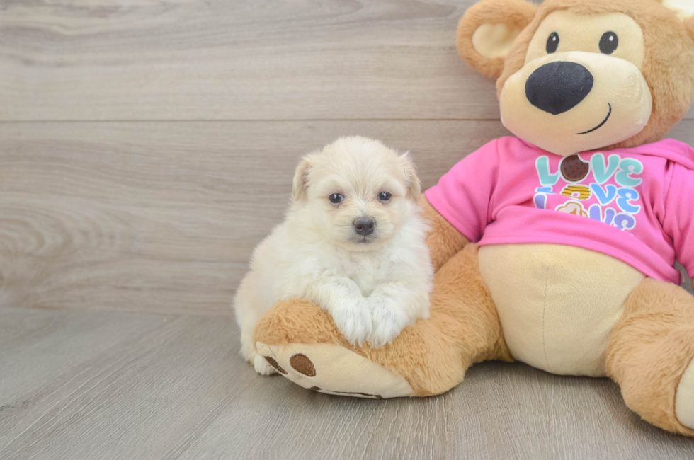 5 week old Pomachon Puppy For Sale - Pilesgrove Pups