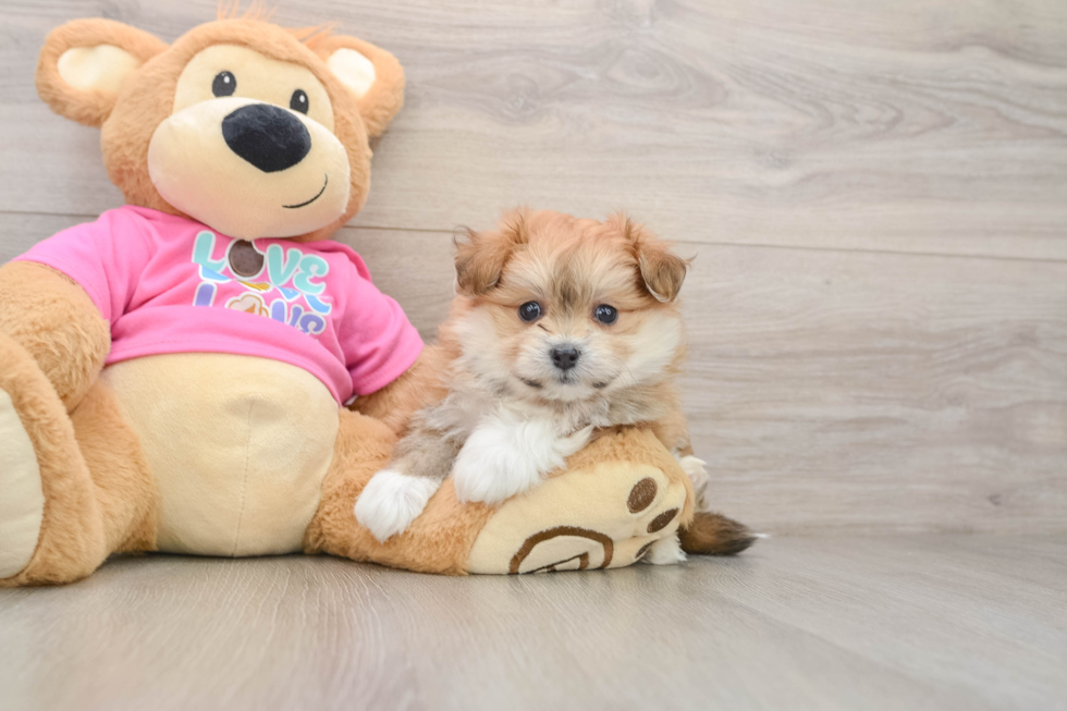 Playful Pom Frise Designer Puppy
