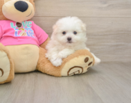 8 week old Pomachon Puppy For Sale - Pilesgrove Pups