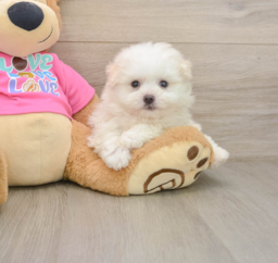 6 week old Pomachon Puppy For Sale - Pilesgrove Pups