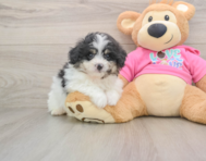 6 week old Pomachon Puppy For Sale - Pilesgrove Pups