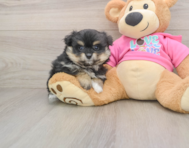 6 week old Pomachon Puppy For Sale - Pilesgrove Pups
