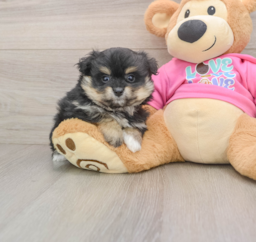 9 week old Pomachon Puppy For Sale - Pilesgrove Pups
