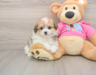 6 week old Pomachon Puppy For Sale - Pilesgrove Pups