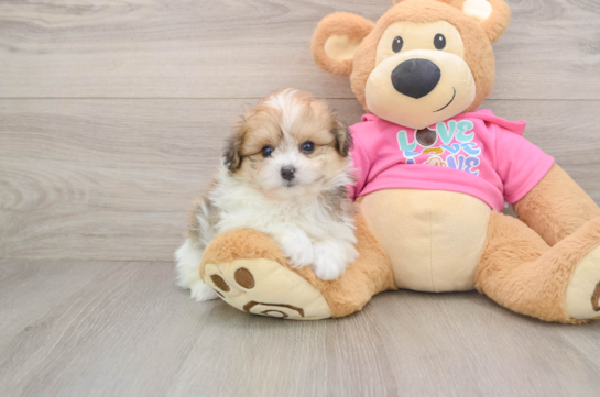 Best Pomachon Baby