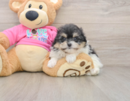 7 week old Pomachon Puppy For Sale - Pilesgrove Pups