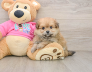 6 week old Pomachon Puppy For Sale - Pilesgrove Pups