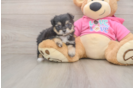 Pomachon Puppy for Adoption