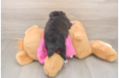 Fluffy Pomachon Designer Pup