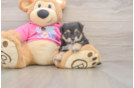 Popular Pomachon Designer Pup