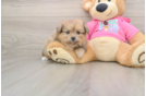 Pomachon Pup Being Cute