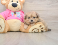 5 week old Pomachon Puppy For Sale - Pilesgrove Pups