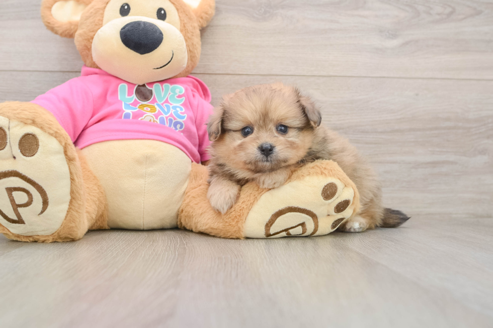 Cute Pomachon Baby