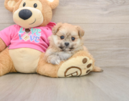 5 week old Pomachon Puppy For Sale - Pilesgrove Pups