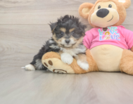6 week old Pomachon Puppy For Sale - Pilesgrove Pups