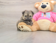 5 week old Pomachon Puppy For Sale - Pilesgrove Pups