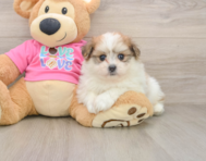5 week old Pomachon Puppy For Sale - Pilesgrove Pups
