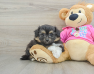 5 week old Pomachon Puppy For Sale - Pilesgrove Pups