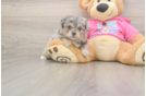 Cute Pomachon Baby