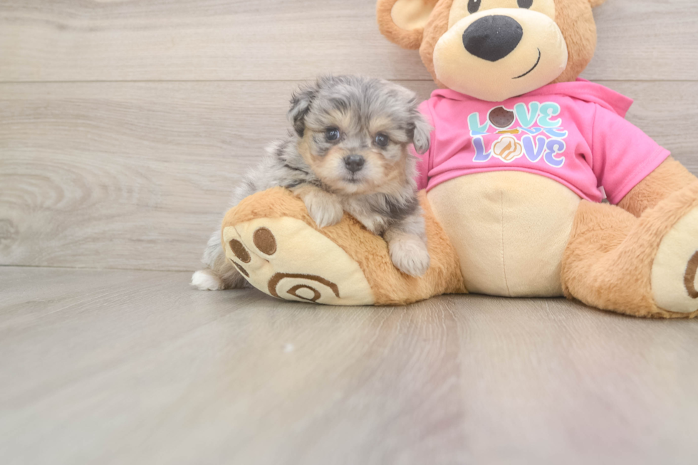 Cute Pomachon Baby