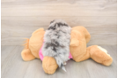 Best Pomachon Baby