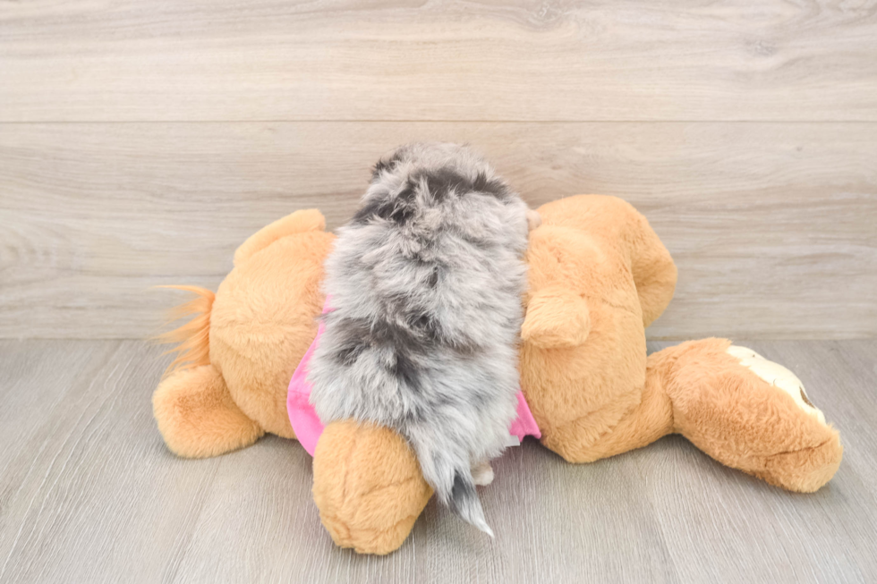 Best Pomachon Baby