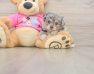 5 week old Pomachon Puppy For Sale - Pilesgrove Pups